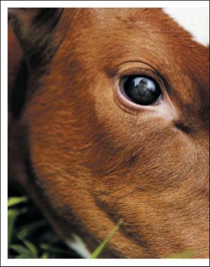 dagbladet_magasinet-20100911_000_00_00_004.pdf