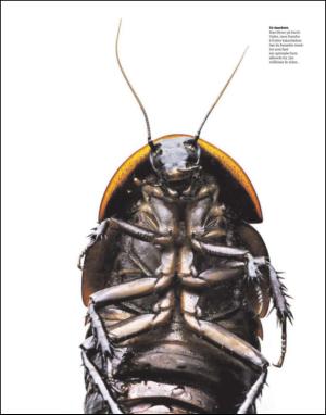 dagbladet_magasinet-20110305_000_00_00_043.pdf