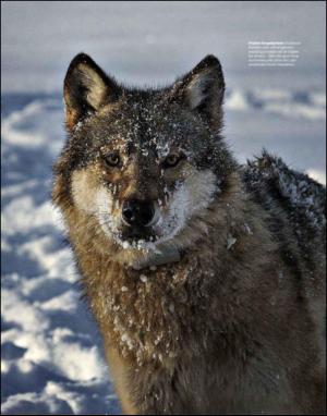 dagbladet_magasinet-20130216_000_00_00_035.pdf