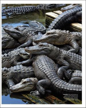 dagbladet_magasinet-20160312_000_00_00_027.pdf