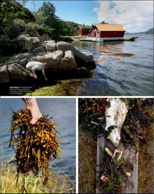 dagbladet_magasinet-20160730_000_00_00_049.pdf