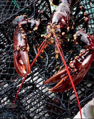 dagbladet_magasinet-20161001_000_00_00_059.pdf