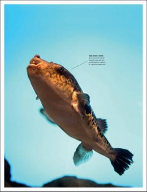 dagbladet_magasinet-20170304_000_00_00_063.pdf