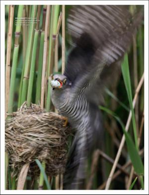 dagbladet_magasinet-20170429_000_00_00_050.pdf