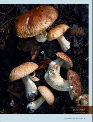 dagbladet_magasinet-20180929_000_00_00_065.pdf