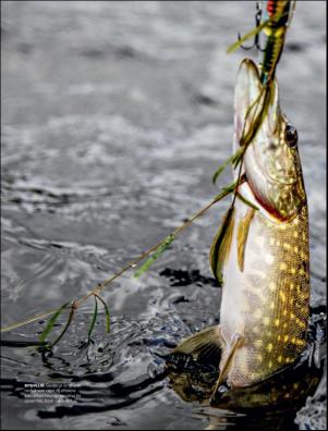 dagbladet_magasinet-20181020_000_00_00_024.pdf