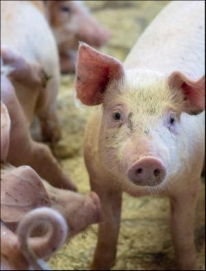 dagbladet_magasinet-20190629_000_00_00_004.pdf