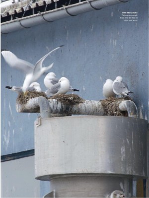 dagbladet_magasinet-20210424_000_00_00_035.pdf