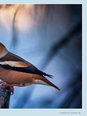 dagbladet_magasinet-20231216_000_00_00_025.pdf