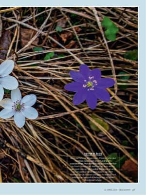 dagbladet_magasinet-20240413_000_00_00_027.pdf