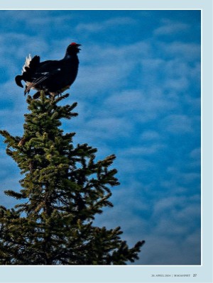 dagbladet_magasinet-20240420_000_00_00_027.pdf