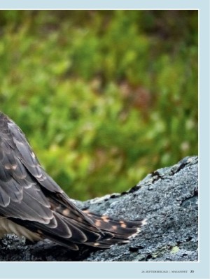 dagbladet_magasinet-20250920_000_00_00_035.pdf