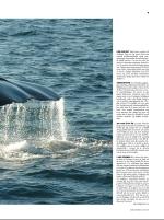 dagbladet_sondag-20070520_000_00_00_007.pdf