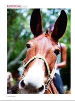 dagbladet_sondag-20080615_000_00_00_010.pdf