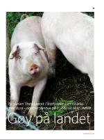 dagbladet_sondag-20080713_000_00_00_011.pdf