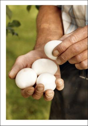 dagligvarehandelen_bilag-20100924_000_00_00_008.pdf