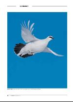 hallingdolen_magasin-20091219_000_00_00_072.pdf