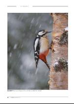 hallingdolen_magasin-20091219_000_00_00_076.pdf