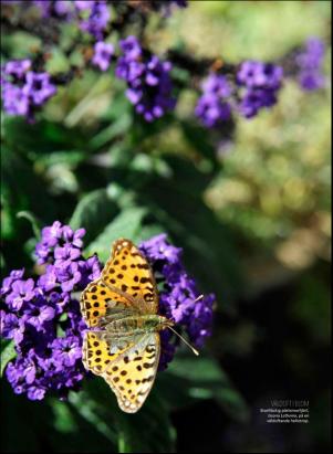 levaochbo-20180615_000_00_00_061.pdf