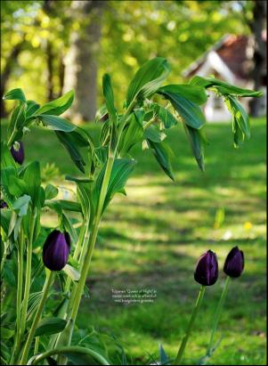 levaochbo-20200417_000_00_00_060.pdf