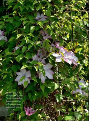 levaochbo-20200717_000_00_00_054.pdf