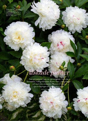 levaochbo-20210702_000_00_00_048.pdf