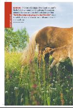 norran_bil-20090725_000_00_00_006.pdf