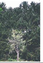 norran_bil-20090725_000_00_00_015.pdf