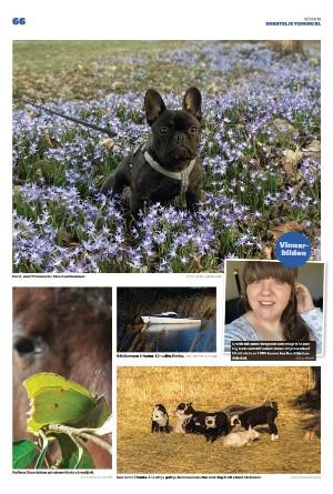 norrteljetidning_xl-20220512_000_00_00_066.pdf