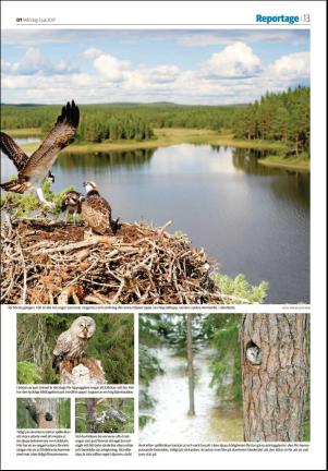 nyaludvikatidning_seksjon-20170703_000_00_00_013.pdf