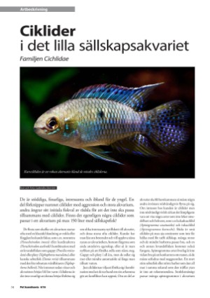 petscandinavia-20161215_004_00_00_034.pdf
