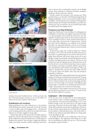 petscandinavia-20201215_004_00_00_016.pdf