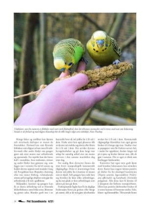 petscandinavia-20211215_004_00_00_026.pdf