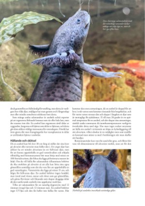 petscandinavia-20221215_004_00_00_043.pdf