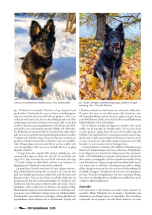 petscandinavia-20240305_001_00_00_026.pdf
