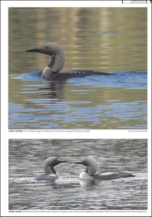 romerikesblad_nedre_seksjon-20110622_000_00_00_009.pdf