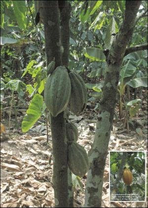 sodradalarnestidning_bilag-20130316_000_00_00_014.pdf