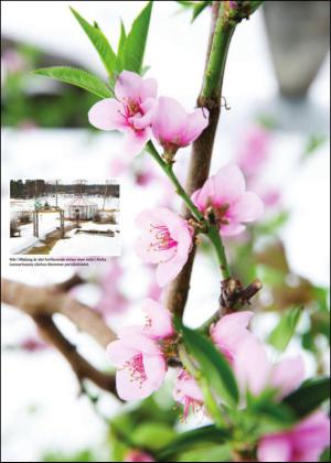 sodradalarnestidning_pralin-20150328_000_00_00_008.pdf