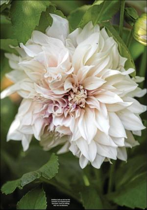 sodradalarnestidning_pralin-20191012_000_00_00_018.pdf