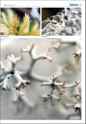 sodradalarnestidning_seksjon-20200504_000_00_00_013.pdf