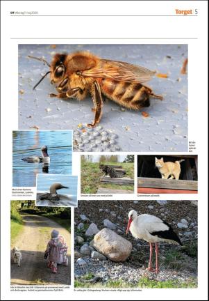 sodradalarnestidning_seksjon-20200511_000_00_00_005.pdf