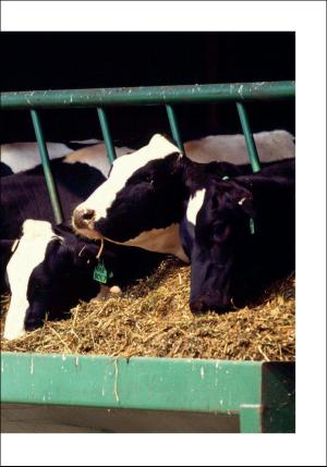 stjordalsnytt-20160921_000_00_00_073.pdf