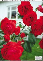 telemarksavisa_bolig-20061018_000_00_00_033.pdf