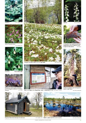 tidningenangermanland_d-20200612_000_00_00_017.pdf