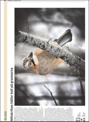 upsalanyatidning-20130110_000_00_00_034.pdf