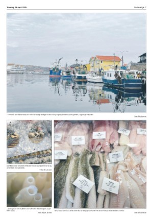 vastsverige-20250424_017_00_00_007.pdf