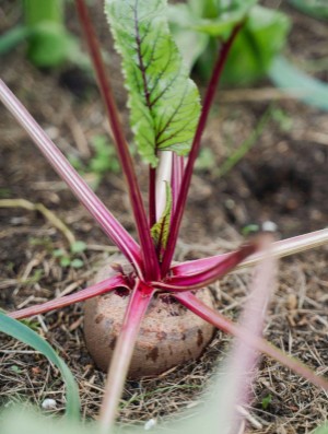 verdensgang_helg-20251101_000_00_00_007.pdf verdensgang_helg-20251101_000_00_00_007.pdf